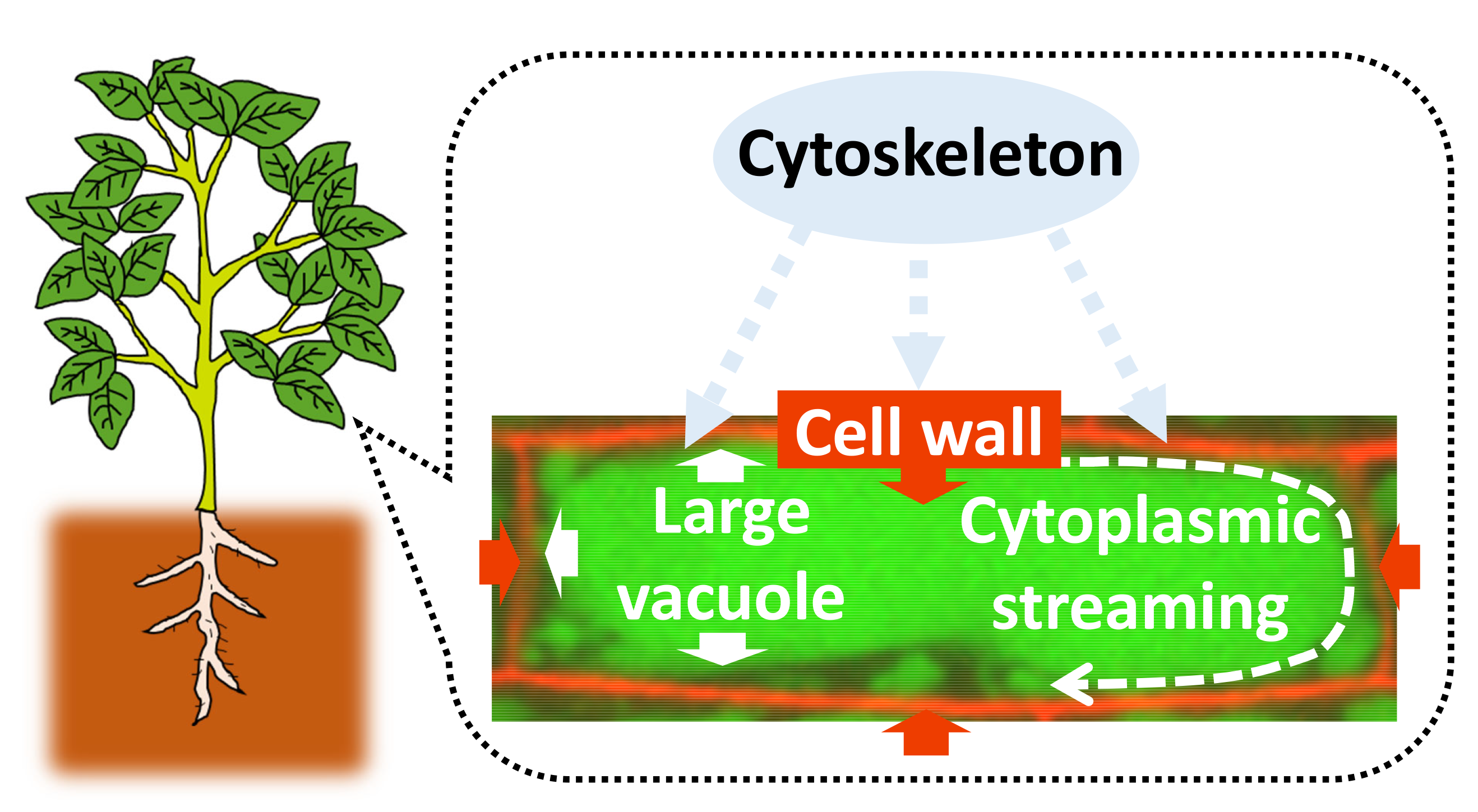 Graphical abstract.png